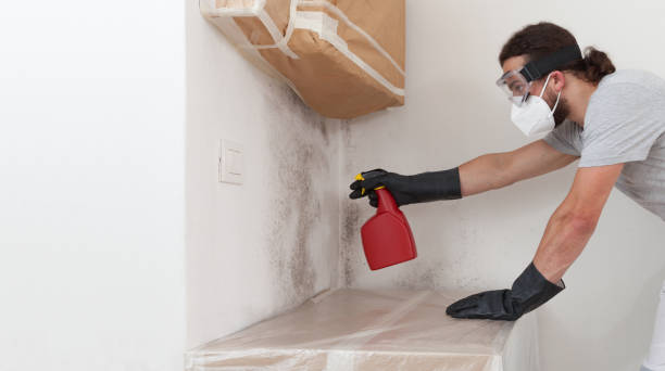 Professional Basement Mold Remediation technician working in Washington Boro, PA