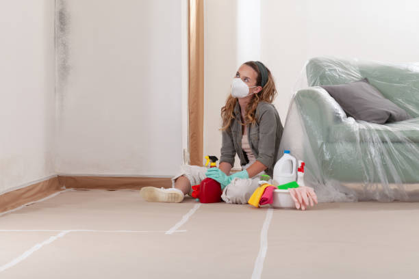 Reliable Basement Mold Remediation contractor in Washington Boro, PA by WQB Mold Removal