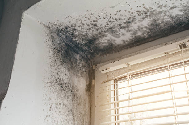 Affordable Basement Mold Remediation solutions in Washington Boro, PA